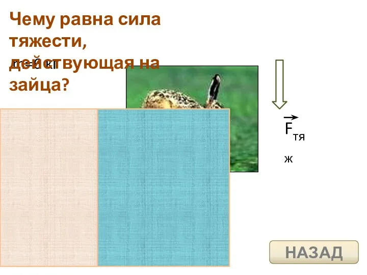 m=6 кг Чему равна сила тяжести, действующая на зайца? НАЗАД