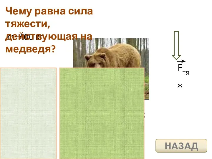 m=400 кг Чему равна сила тяжести, действующая на медведя? НАЗАД
