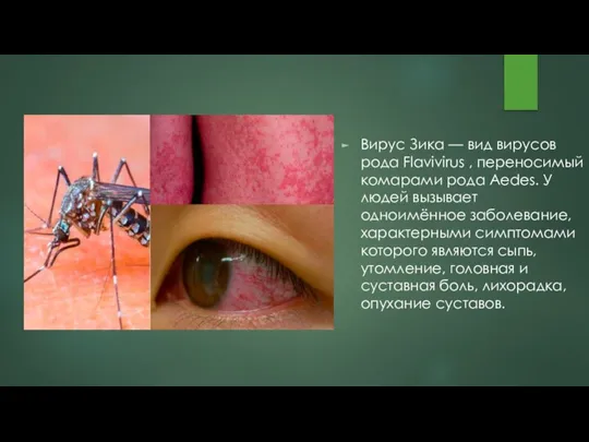 Вирус Зика — вид вирусов рода Flavivirus , переносимый комарами рода Aedes.