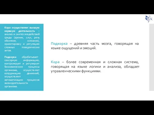 Подкорка – древняя часть мозга, говорящая на языке ощущений и эмоций. Кора