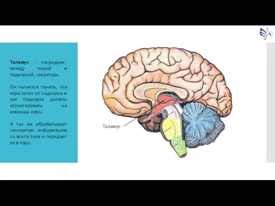 Таламус – посредник между корой и подкоркой, секретарь. Он пытается понять, что