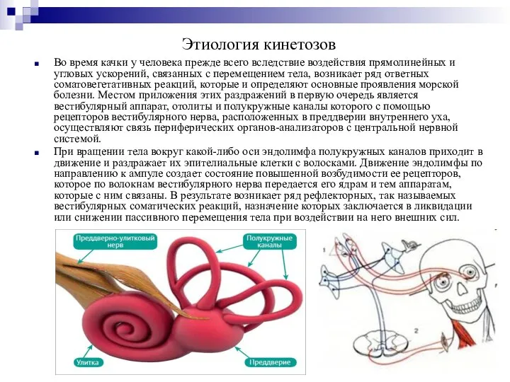 Этиология кинетозов Во время качки у человека прежде всего вследствие воздействия прямолинейных