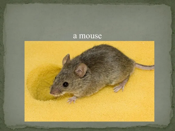 a mouse