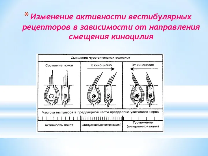 Изменение активности вестибулярных рецепторов в зависимости от направления смещения киноцилия