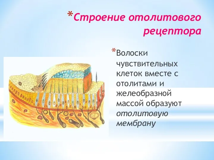 Строение отолитового рецептора Волоски чувствительных клеток вместе с отолитами и желеобразной массой образуют отолитовую мембрану