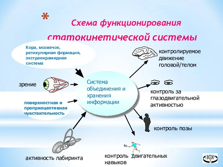 Схема функционирования статокинетической системы Кора, мозжечок, ретикулярная формация, экстрапирамидная система активность лабиринта