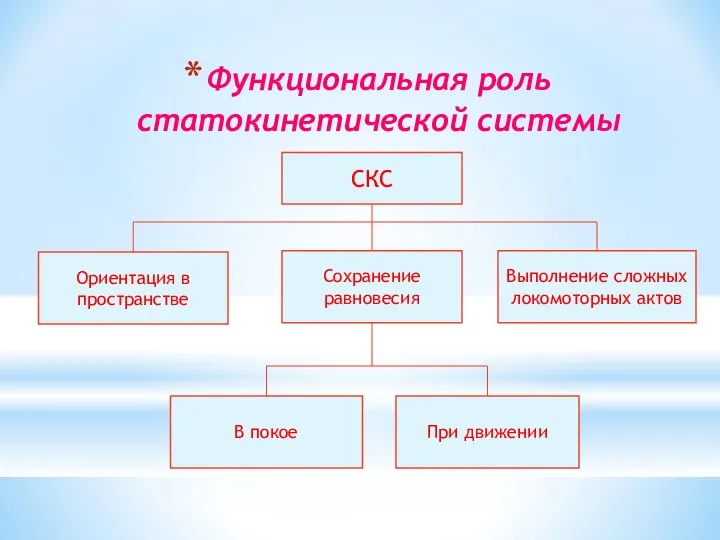 Функциональная роль статокинетической системы СКС Ориентация в пространстве Выполнение сложных локомоторных актов