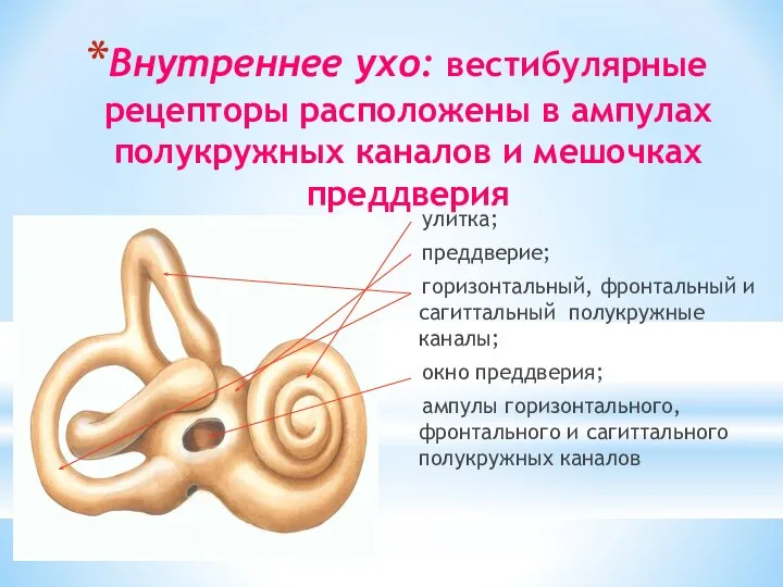 Внутреннее ухо: вестибулярные рецепторы расположены в ампулах полукружных каналов и мешочках преддверия