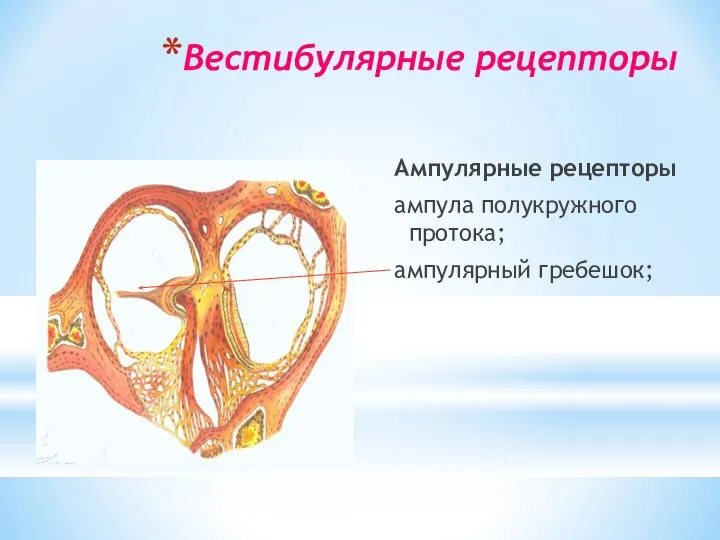 Вестибулярные рецепторы Ампулярные рецепторы ампула полукружного протока; ампулярный гребешок;