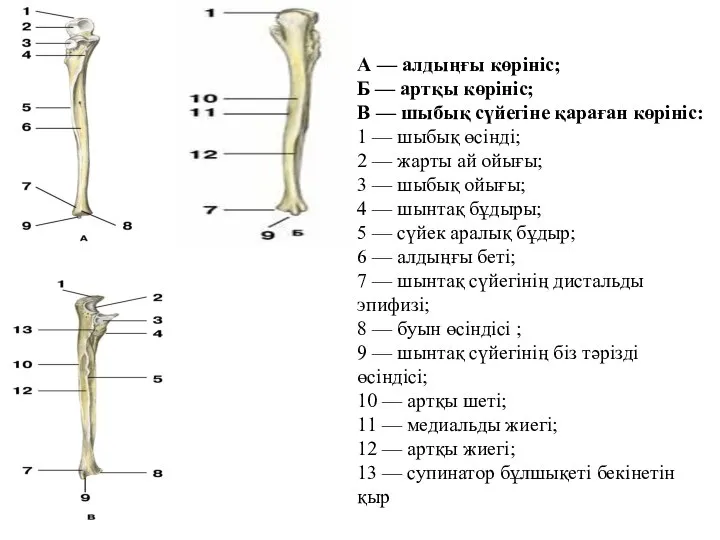 А — алдыңғы көрініс; Б — артқы көрініс; В — шыбық сүйегіне