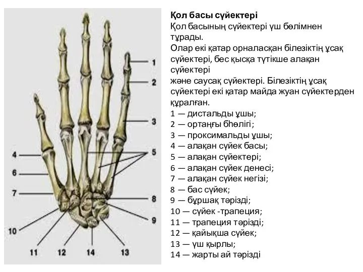 Қол басы сүйектері Қол басының сүйектері үш бөлімнен тұрады. Олар екі қатар