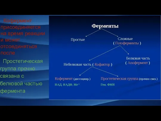 Кофермент присоединяется на время реакции и может отсоединяться после Простетическая группа прочно