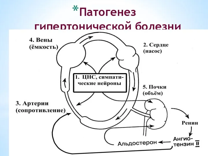 Патогенез гипертонической болезни