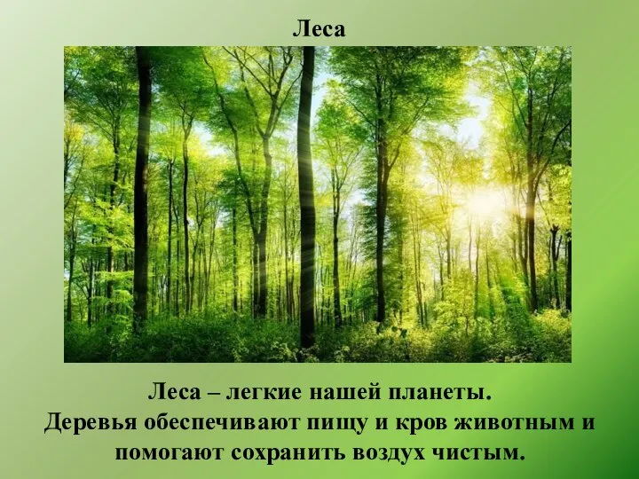 Леса Леса – легкие нашей планеты. Деревья обеспечивают пищу и кров животным