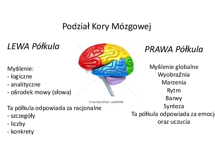 Podział Kory Mózgowej LEWA Półkula Myślenie: - logiczne - analityczne - ośrodek