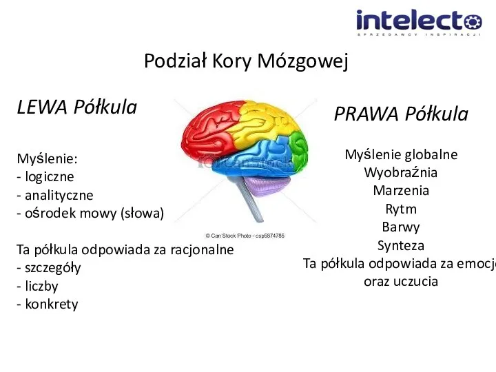 Podział Kory Mózgowej LEWA Półkula Myślenie: - logiczne - analityczne - ośrodek