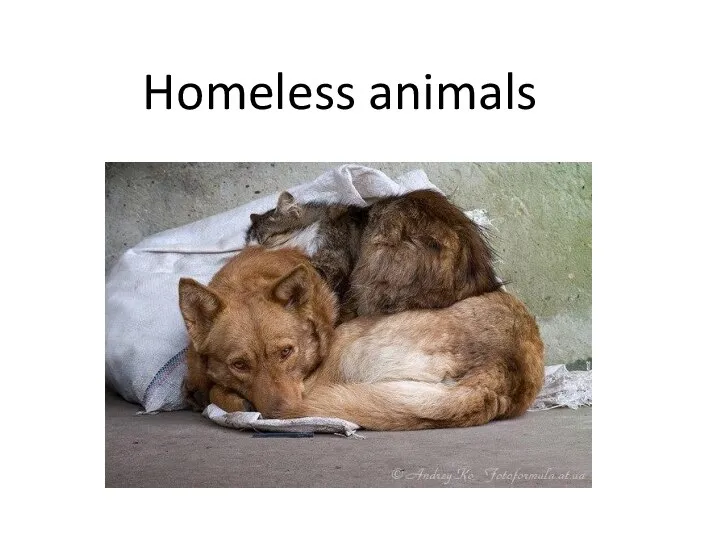 Homeless animals