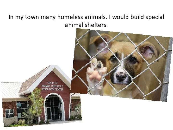 In my town many homeless animals. I would build special animal shelters.