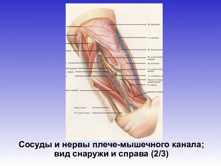 Сосуды и нервы плече-мышечного канала; вид снаружи и справа (2/3)