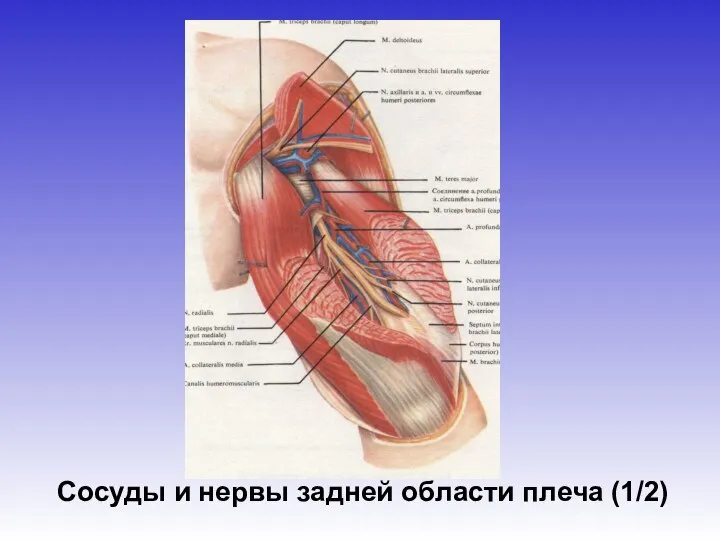 Сосуды и нервы задней области плеча (1/2)