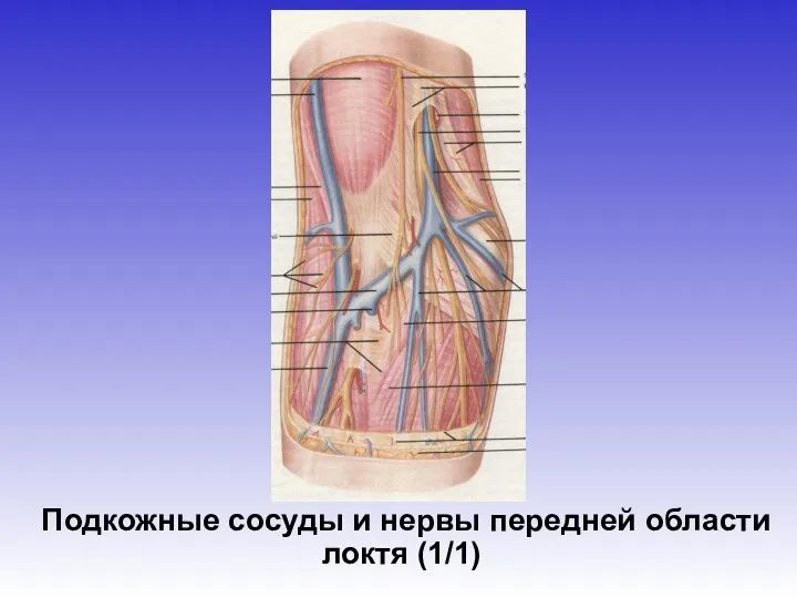 Подкожные сосуды и нервы передней области локтя (1/1)