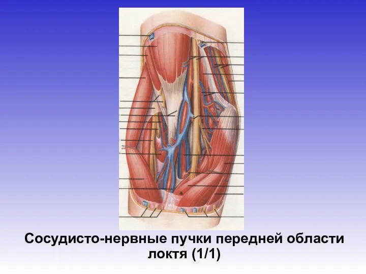 Сосудисто-нервные пучки передней области локтя (1/1)