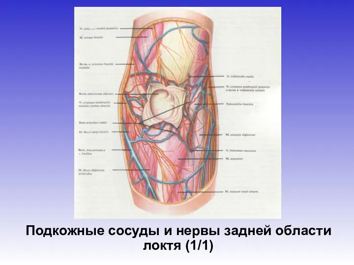 Подкожные сосуды и нервы задней области локтя (1/1)