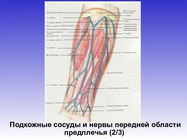 Подкожные сосуды и нервы передней области предплечья (2/3)