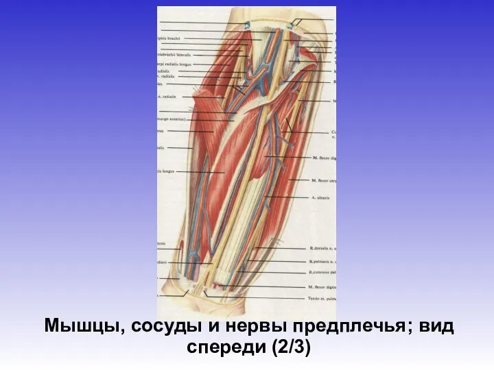 Мышцы, сосуды и нервы предплечья; вид спереди (2/3)