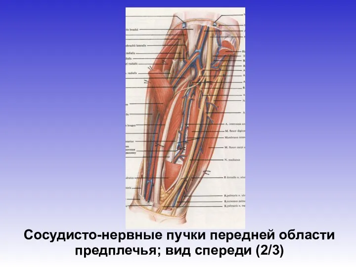 Сосудисто-нервные пучки передней области предплечья; вид спереди (2/3)