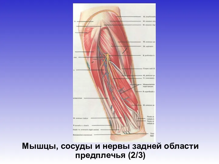 Мышцы, сосуды и нервы задней области предплечья (2/3)