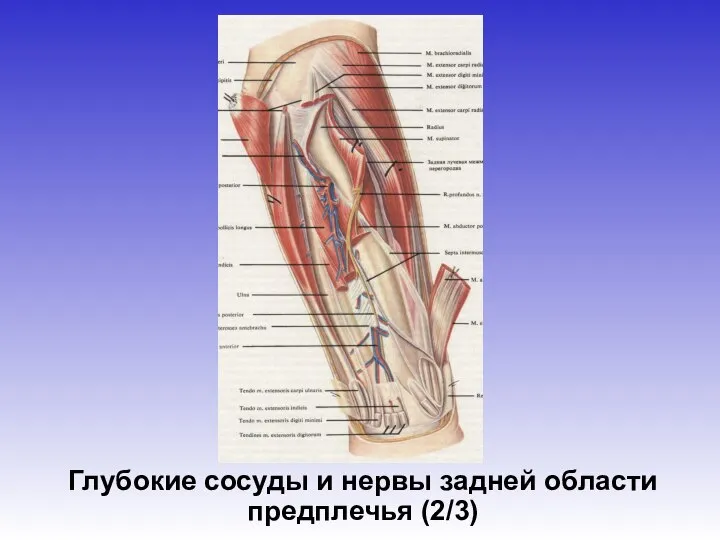 Глубокие сосуды и нервы задней области предплечья (2/3)