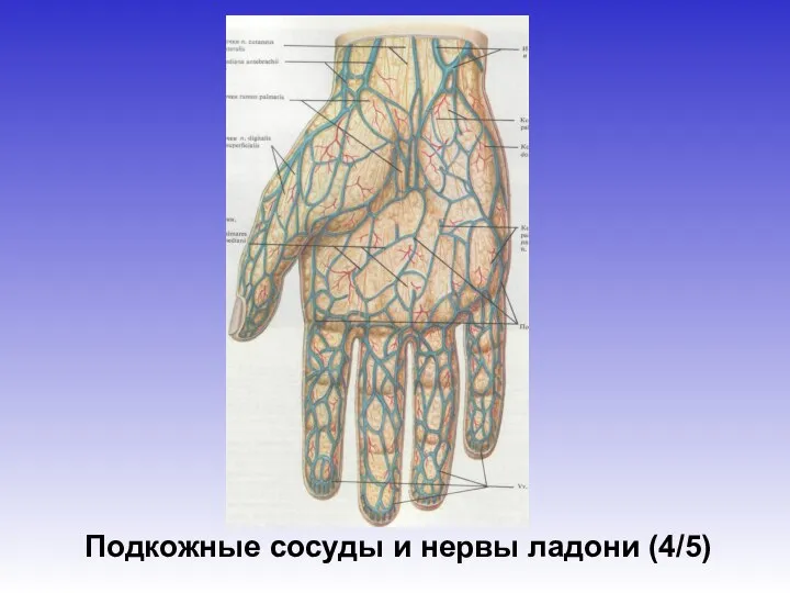 Подкожные сосуды и нервы ладони (4/5)