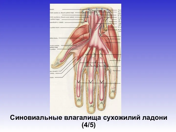 Синовиальные влагалища сухожилий ладони (4/5)