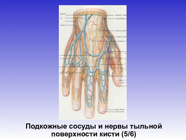 Подкожные сосуды и нервы тыльной поверхности кисти (5/6)