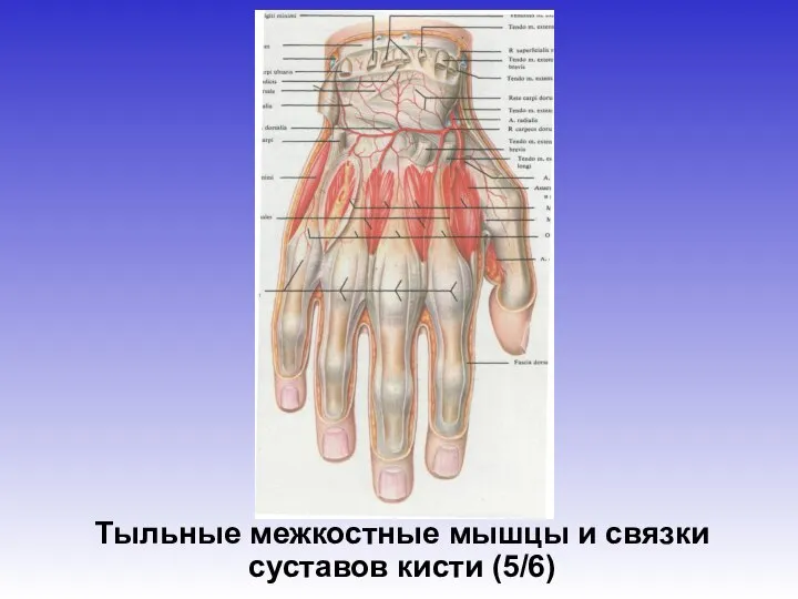 Тыльные межкостные мышцы и связки суставов кисти (5/6)