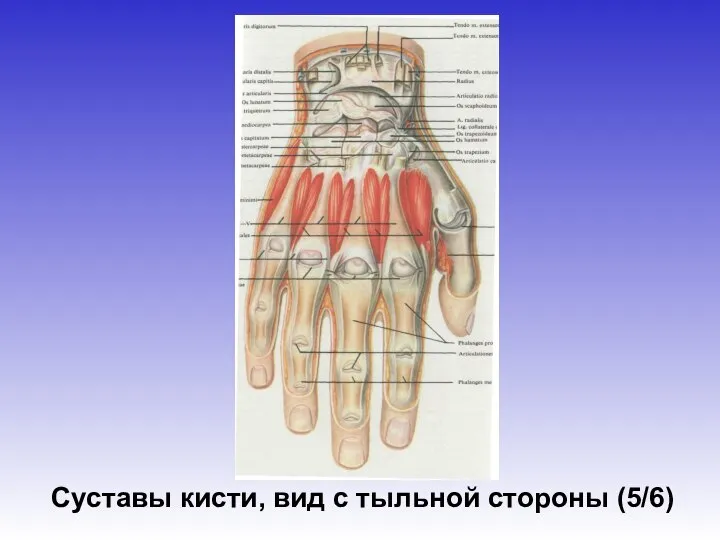 Суставы кисти, вид с тыльной стороны (5/6)