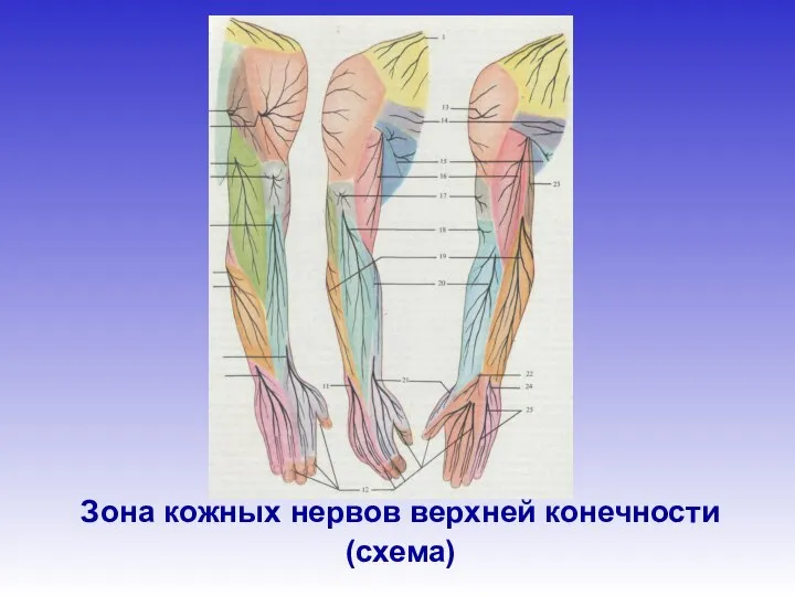 Зона кожных нервов верхней конечности (схема)