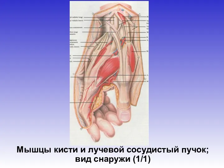 Мышцы кисти и лучевой сосудистый пучок; вид снаружи (1/1)