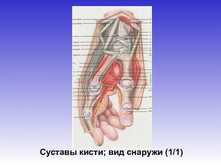 Суставы кисти; вид снаружи (1/1)