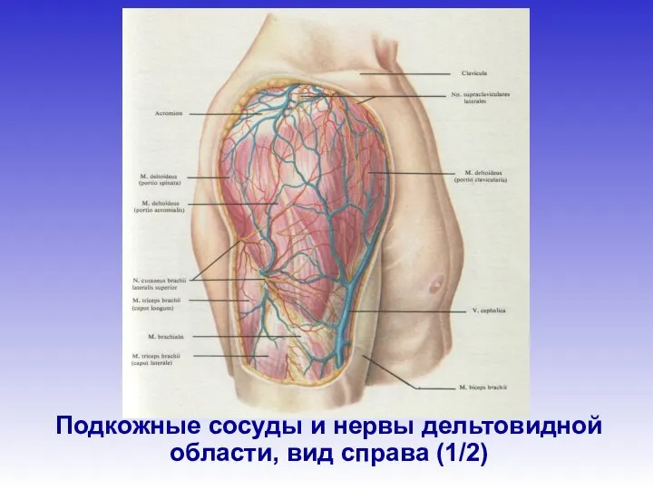 Подкожные сосуды и нервы дельтовидной области, вид справа (1/2)