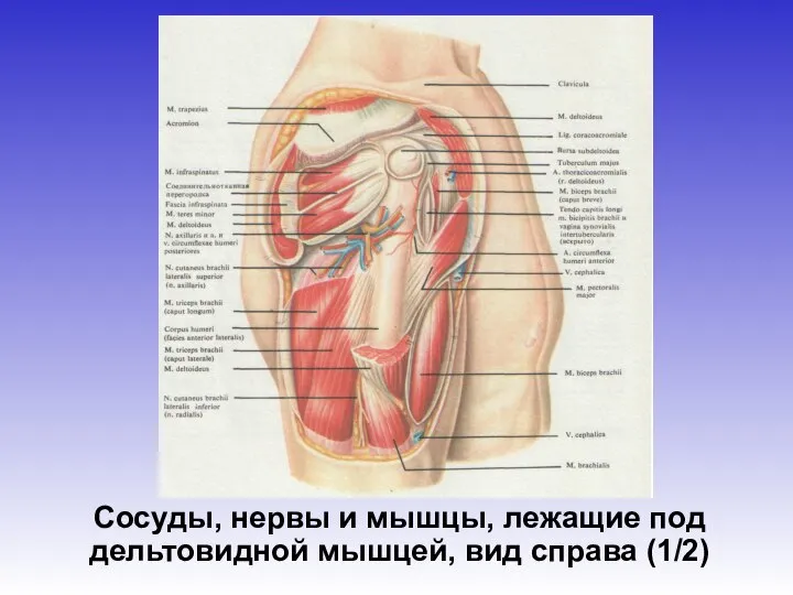 Сосуды, нервы и мышцы, лежащие под дельтовидной мышцей, вид справа (1/2)