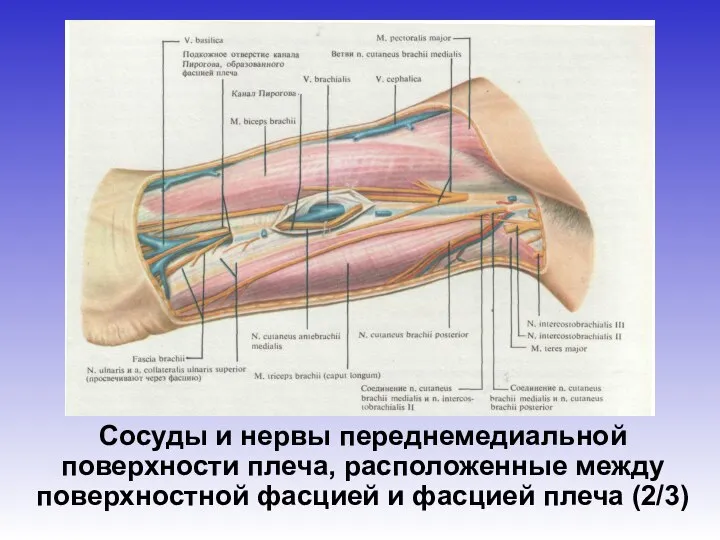 Сосуды и нервы переднемедиальной поверхности плеча, расположенные между поверхностной фасцией и фасцией плеча (2/3)