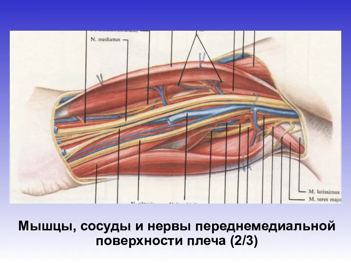 Мышцы, сосуды и нервы переднемедиальной поверхности плеча (2/3)