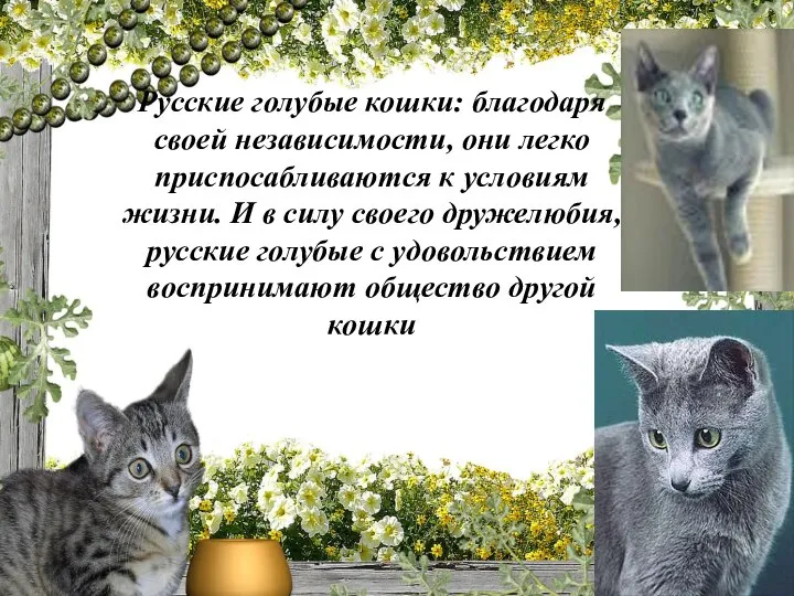 Русские голубые кошки: благодаря своей независимости, они легко приспосабливаются к условиям жизни.