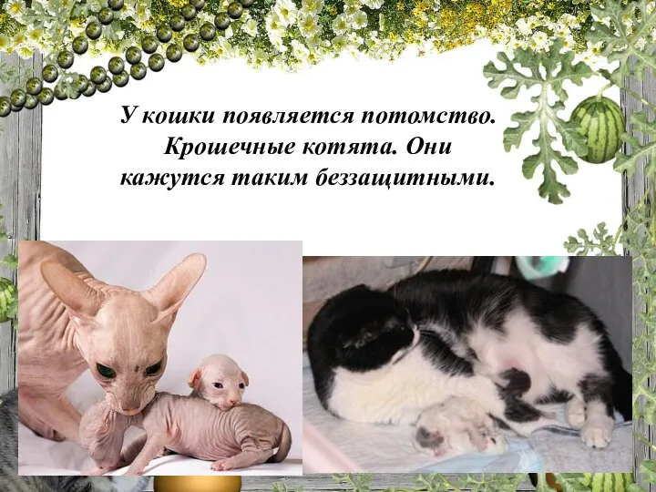 У кошки появляется потомство. Крошечные котята. Они кажутся таким беззащитными.