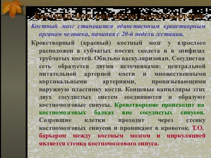 Костный мозг как орган кроветворения Костный мозг становится единственным кроветворным органом человека,