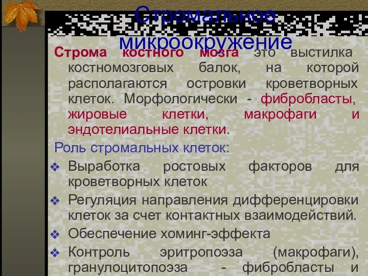 Стромальное микроокружение Строма костного мозга это выстилка костномозговых балок, на которой располагаются