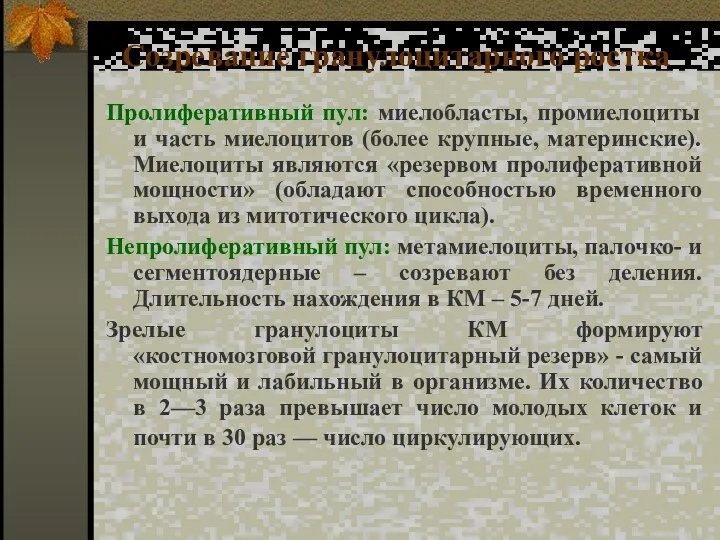 Созревание гранулоцитарного ростка Пролиферативный пул: миелобласты, промиелоциты и часть миелоцитов (более крупные,