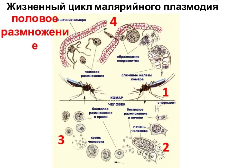Жизненный цикл малярийного плазмодия 1 2 3 4 половое размножение